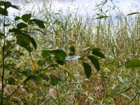 9b
