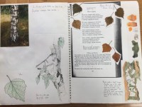 Birch