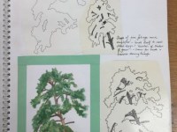 Pine
