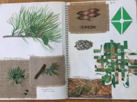 Pine